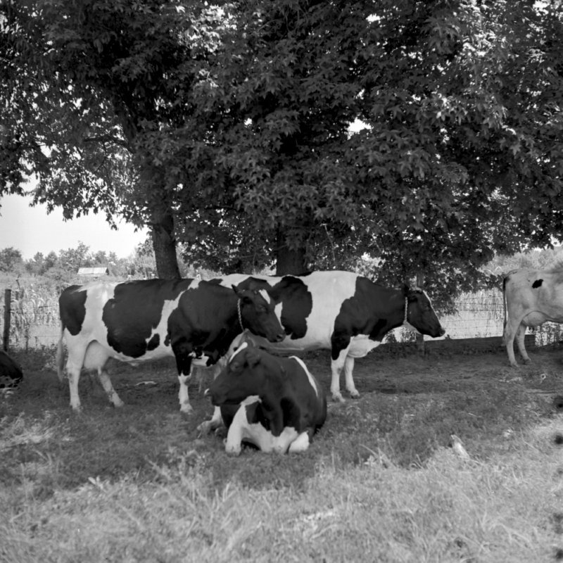 127_and the cows... (1951).jpg